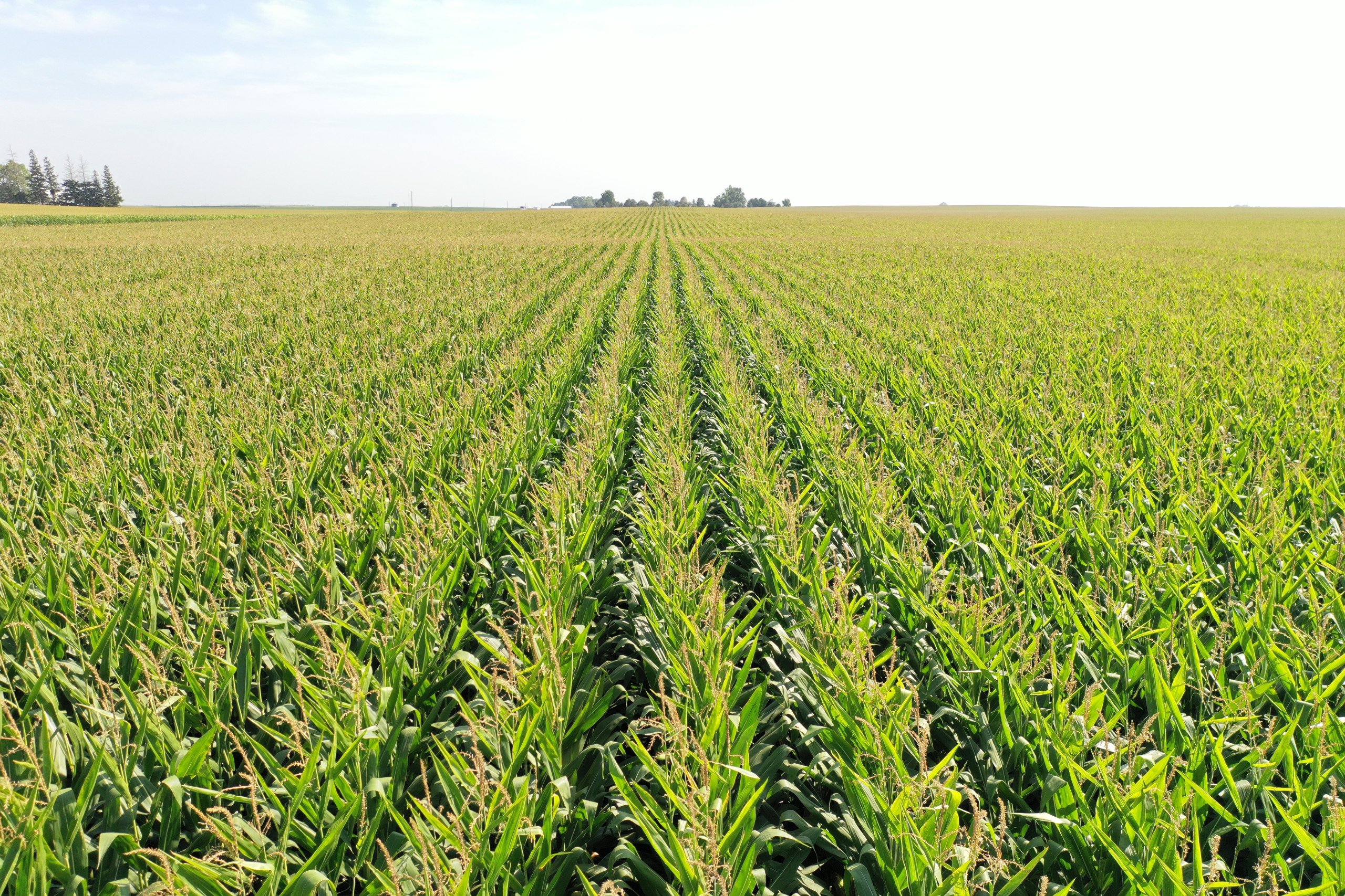 Boone County, Iowa Land Auction