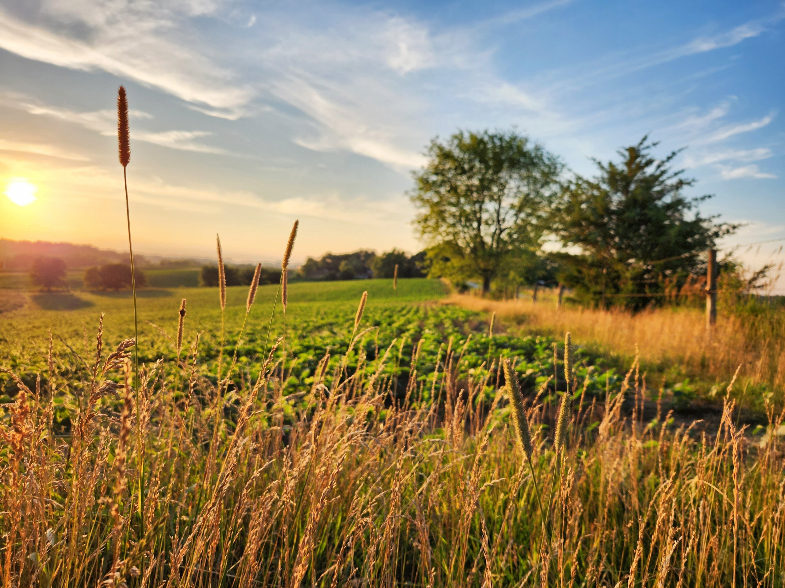 auctions-development-land-johnson-county-iowa-50-acres-listing-number-17157-16961-photo-development-land-johnson-county-iowa-50-acres-listing-number-16961-20230705-201121-5jpg-0.jpg