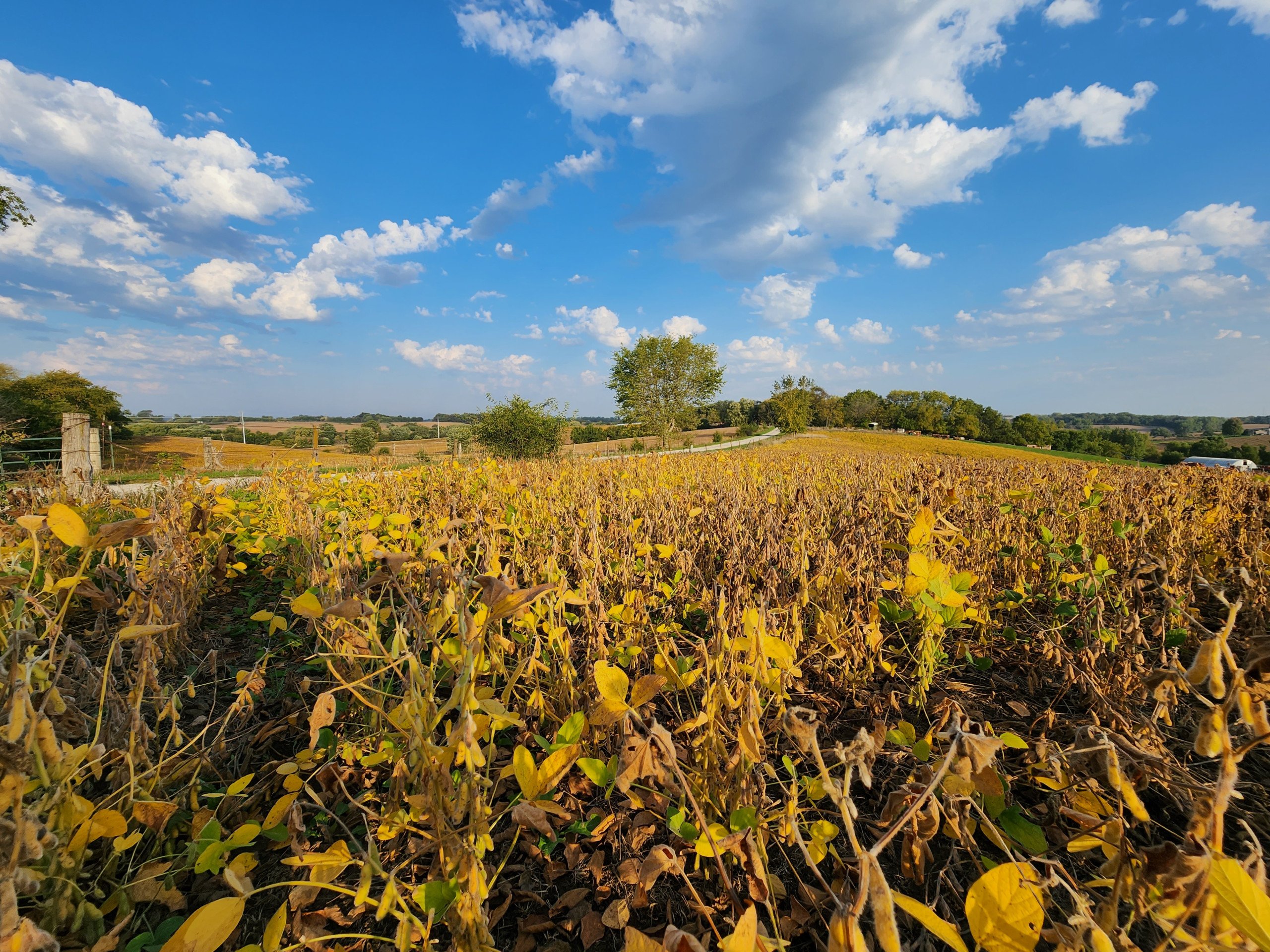 auctions-development-land-johnson-county-iowa-50-acres-listing-number-17157-20230929_082240-2.jpg