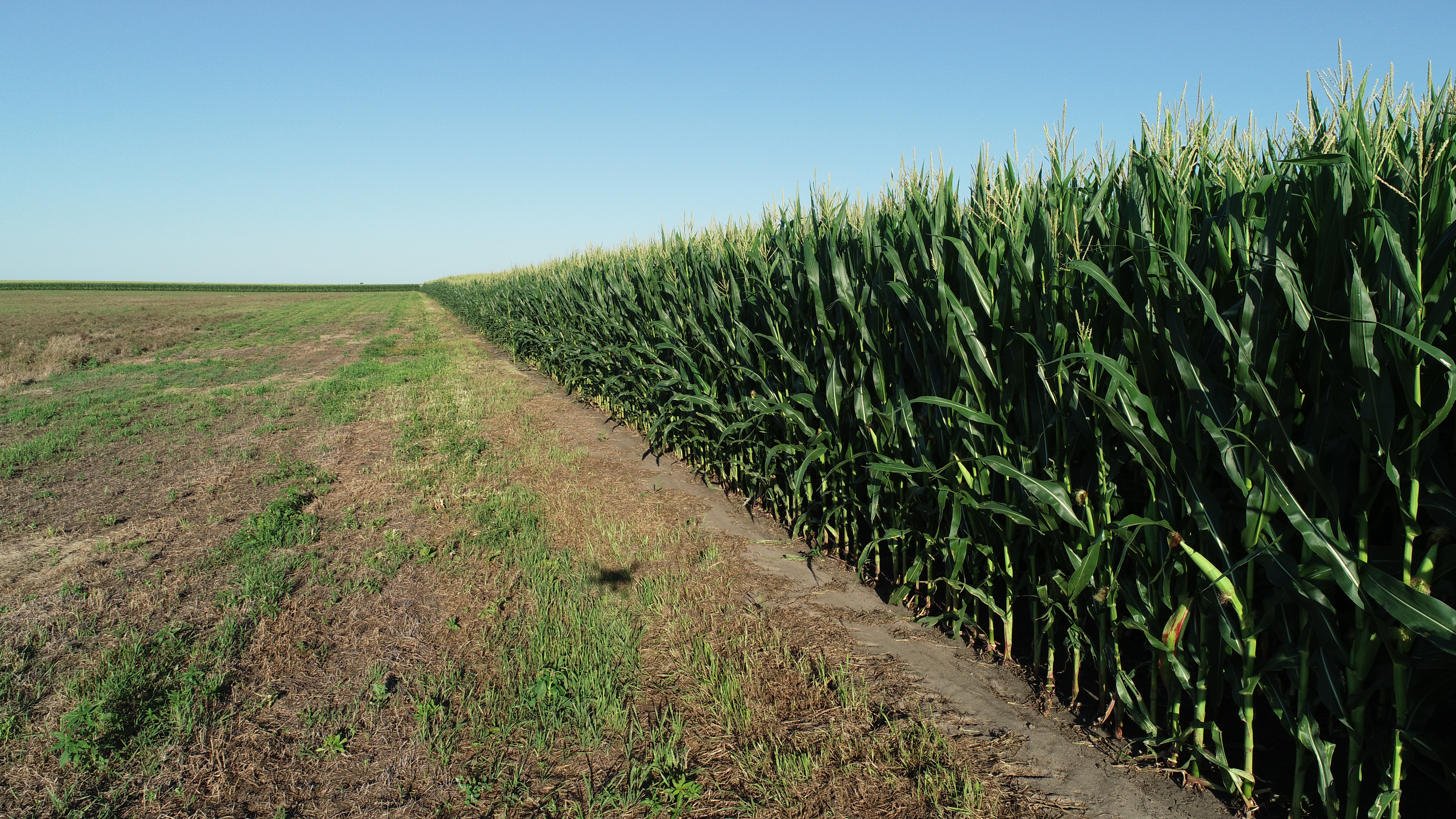 NW Corn Edge