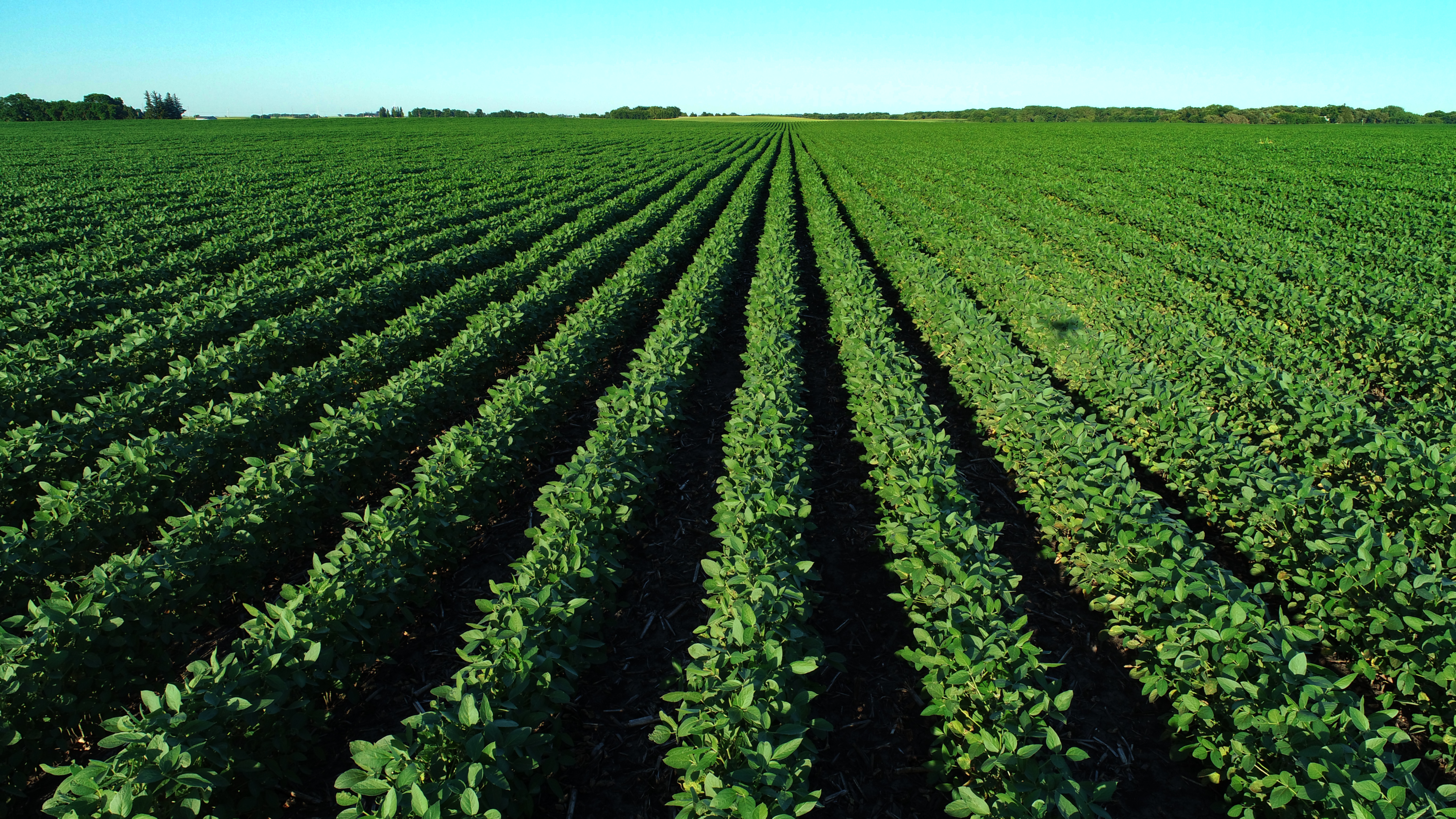 Soybeans Looking East