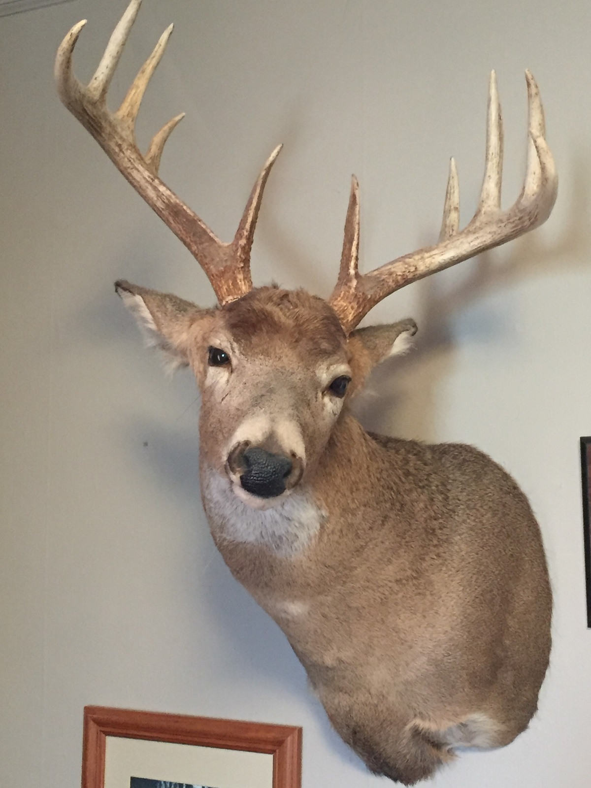 Deer mount pic 2