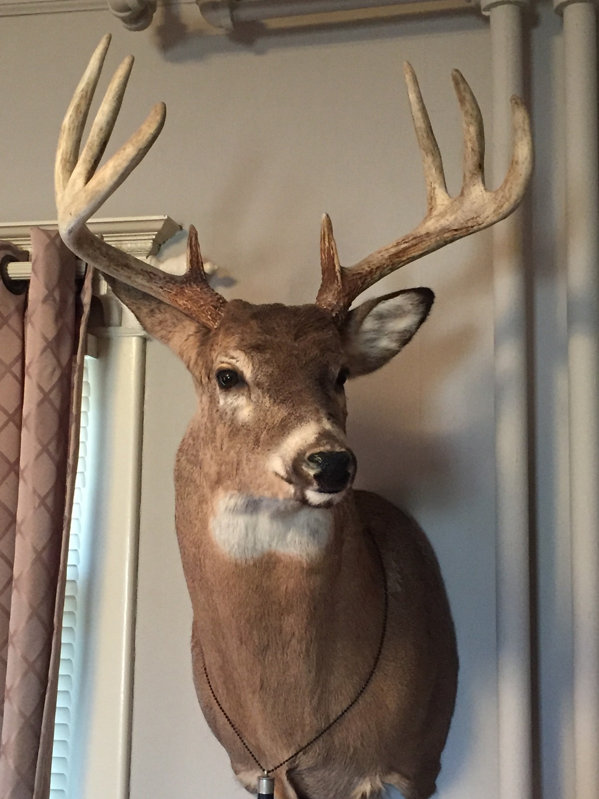 Deer mount pic 2