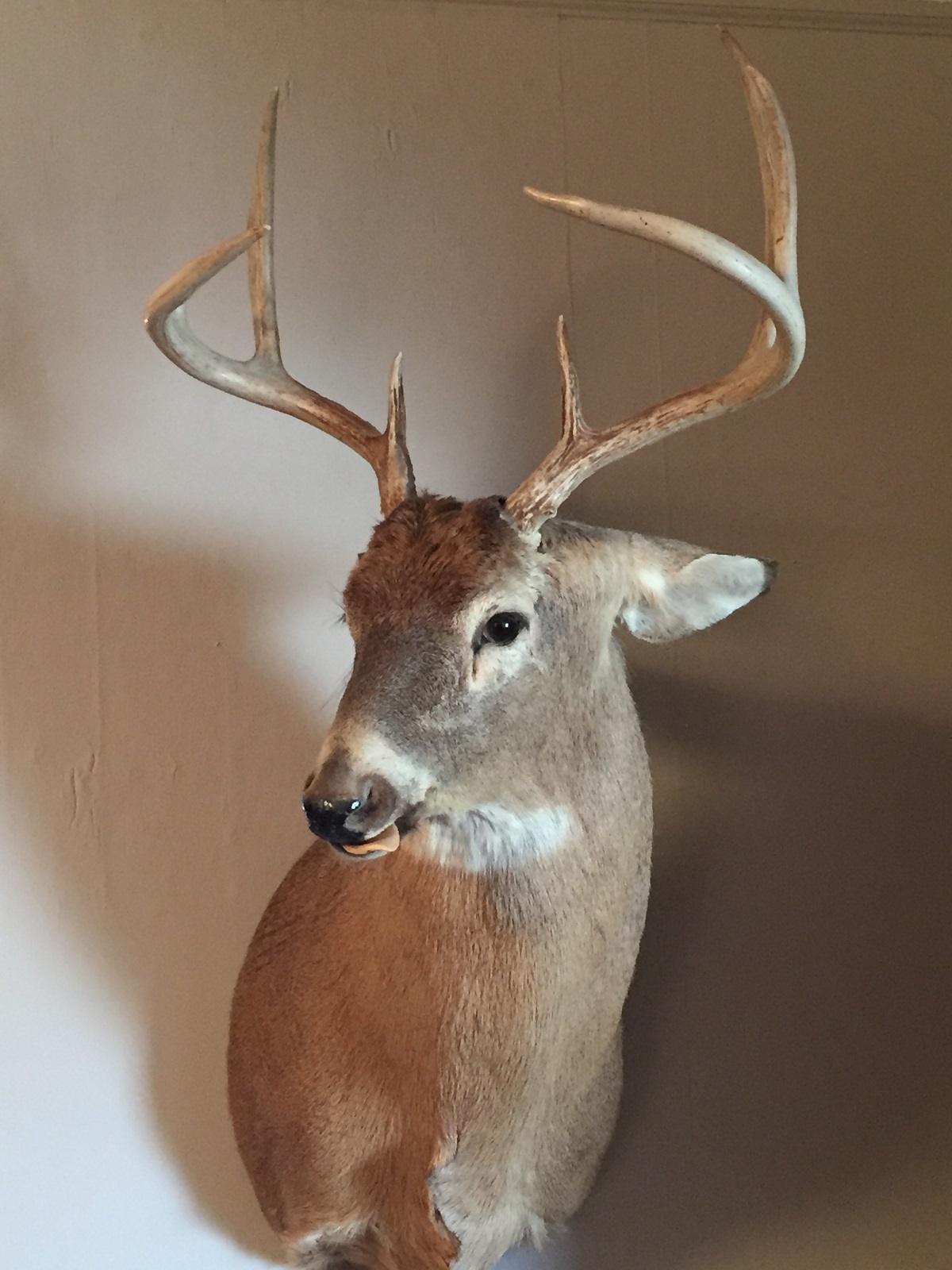 Deer mount pic 3