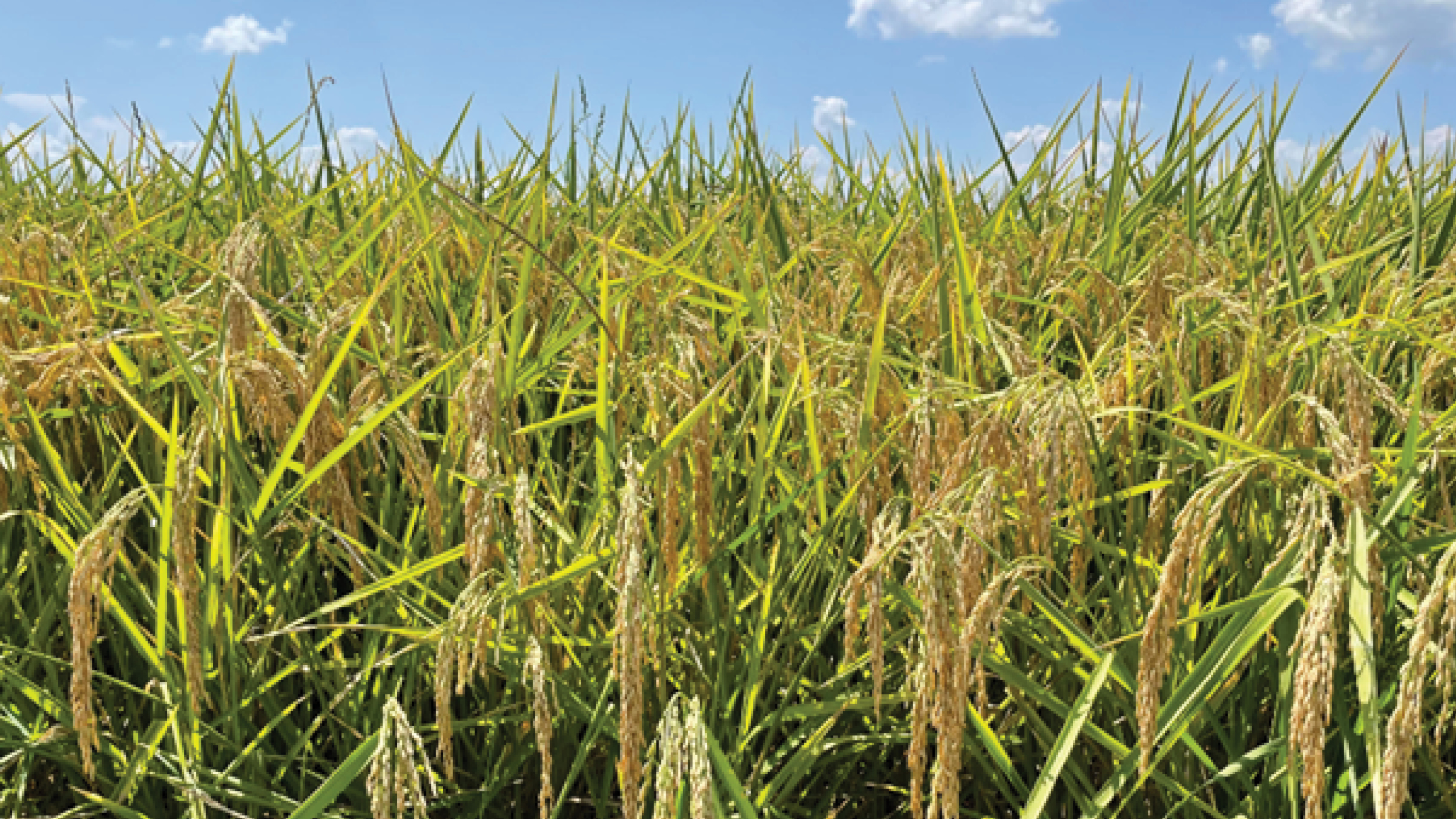 Impact of Rice on U.S. Agriculture