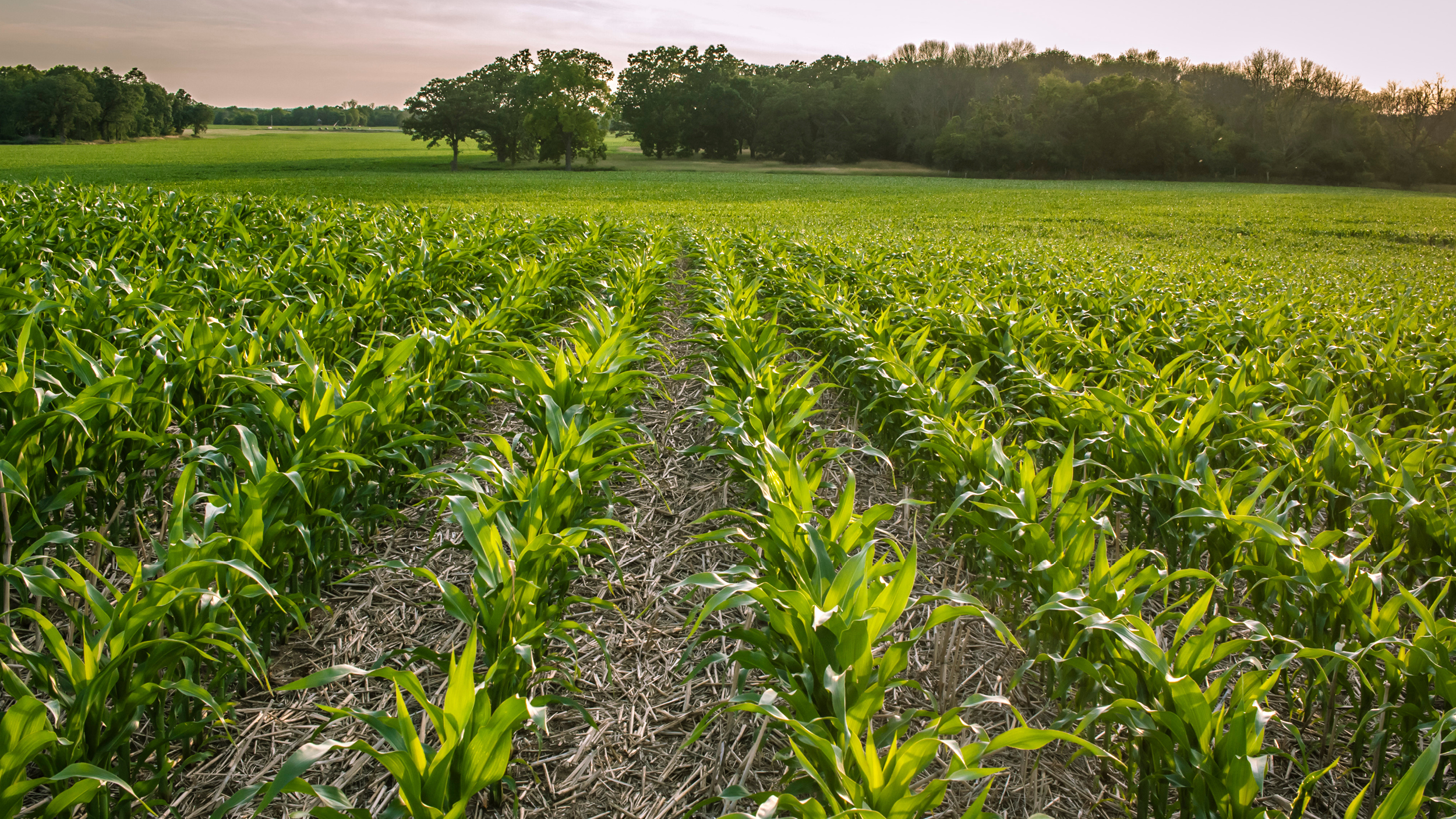 Pay Dirt: Conserve Money, Energy, and Improve Soil Health with No