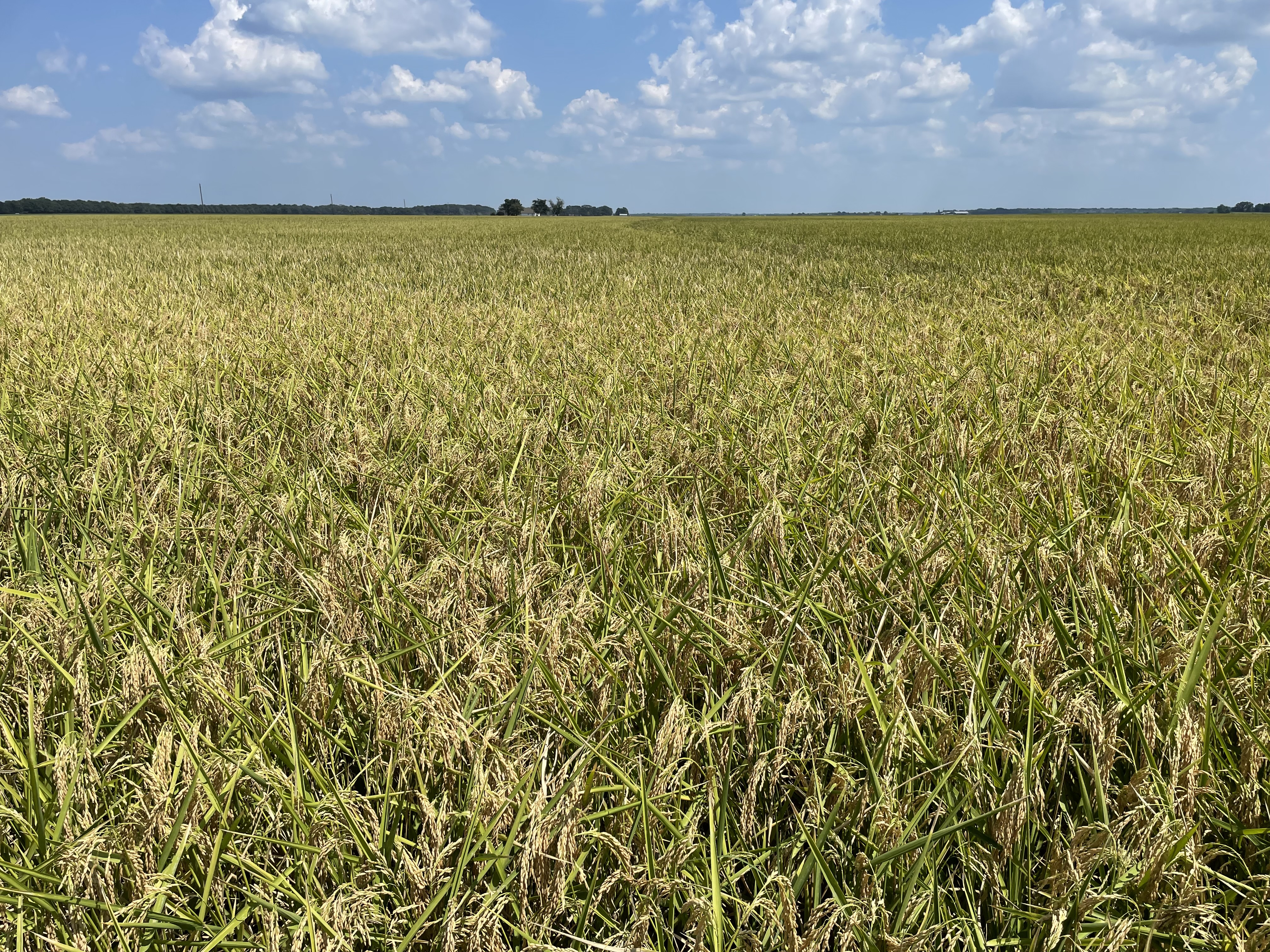 Rice Production in the United States